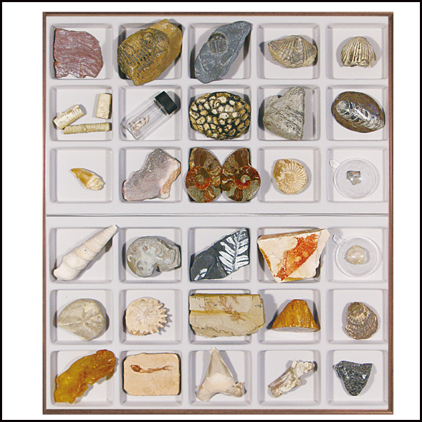 연구용 화석 (30종)